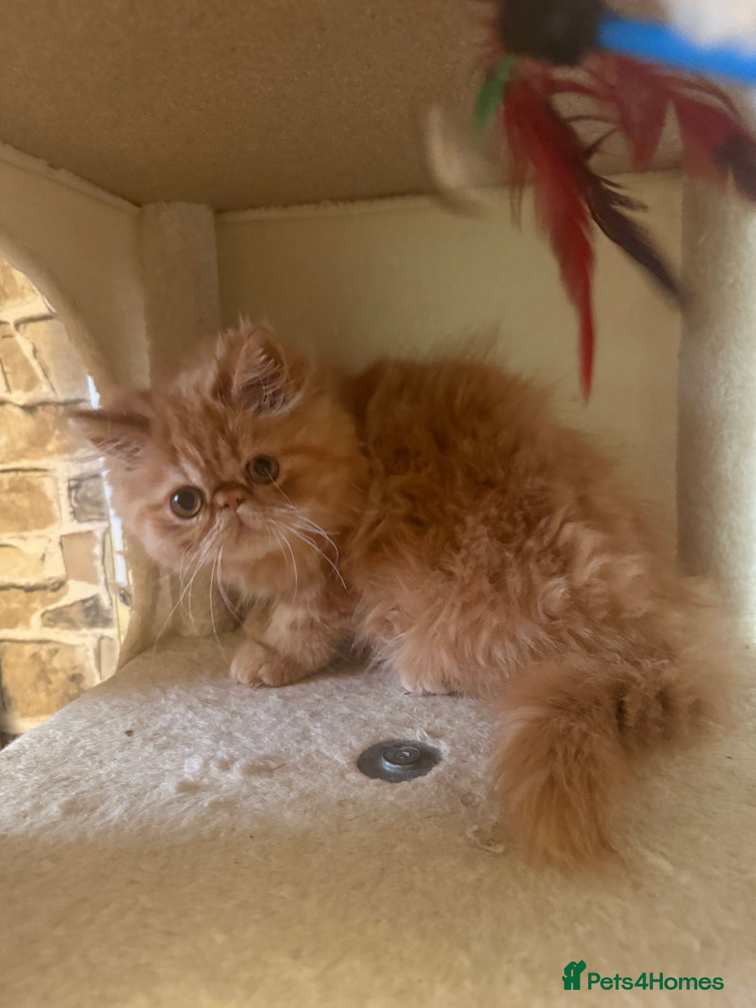 Persian cats for sale: 💗5 Boys and 3 Girl 💗 - Image 4