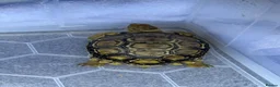 Tortoise reptiles for sale: Leopard Tortoise in Birmingham - Advert 3