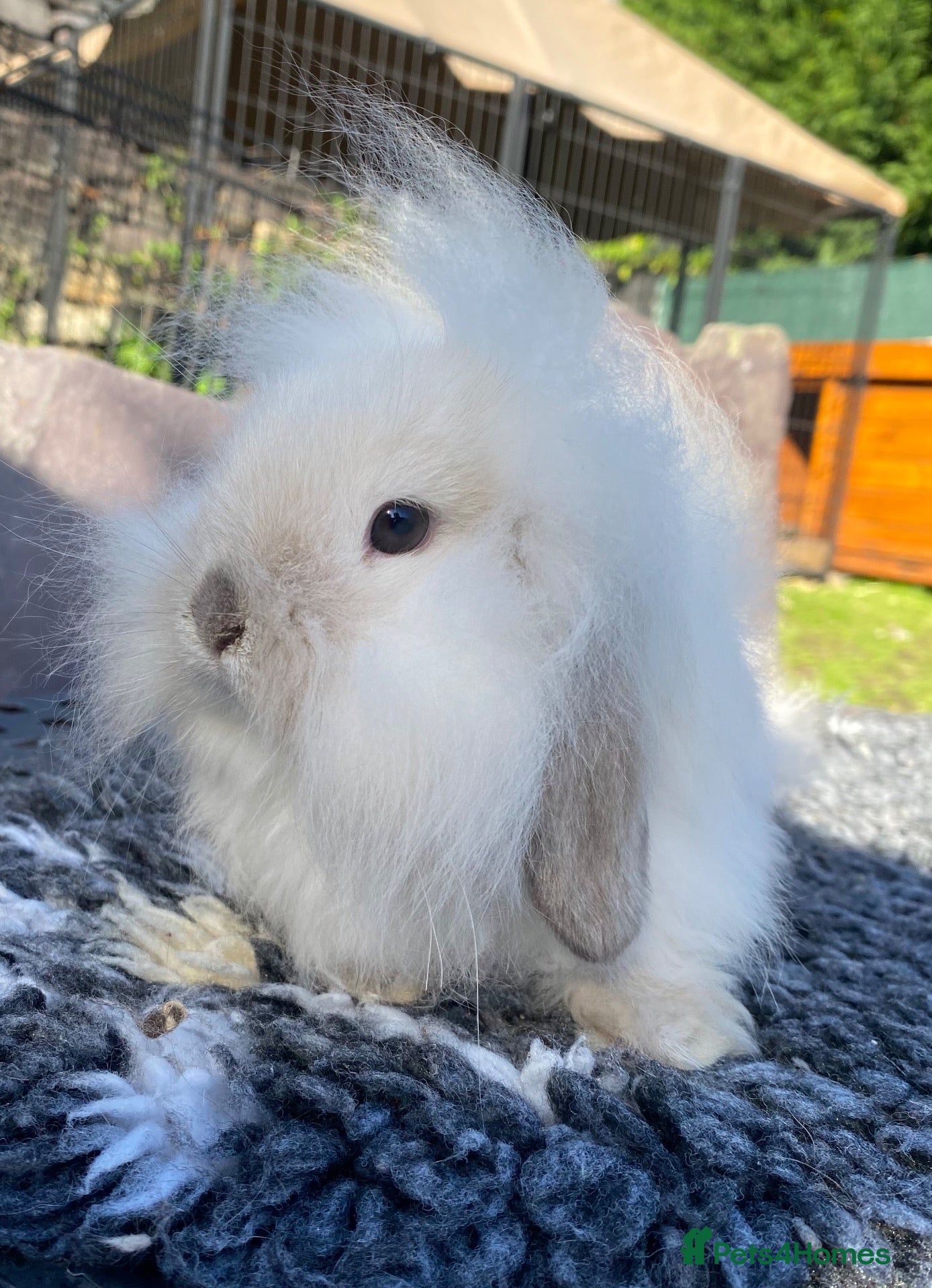Mini Lop rabbits Beautiful fawn mini lop. - Advert 1