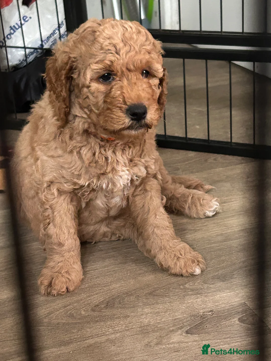 Goldendoodle dogs for sale: Beautiful Medium size Goldendoodle in London - Advert 2