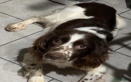 Cocker Spaniel dogs for sale: Cocker Spaniel Puppy’s  - Image 35
