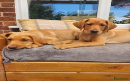 Labrador Retriever dogs for sale: KC Reg Fox Red Labrador Male. Fully vaccinated. in Mold - Image 5