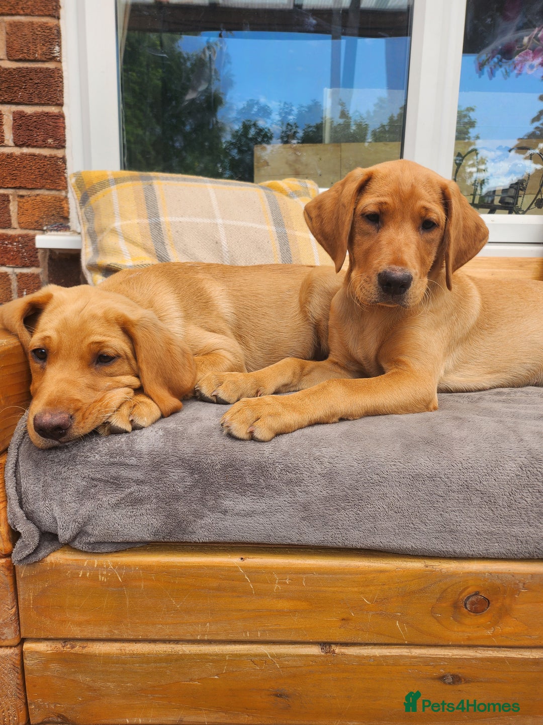 Labrador Retriever dogs for sale: KC Reg Fox Red Labrador Male. Fully vaccinated. in Mold - Image 5