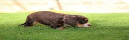 Cocker Spaniel dogs for sale: Beautiful pups in Durham - Advert 25
