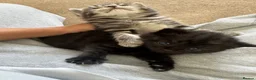Domestic Shorthair cats for sale: 4 Kittens in Dunmow - Advert 2