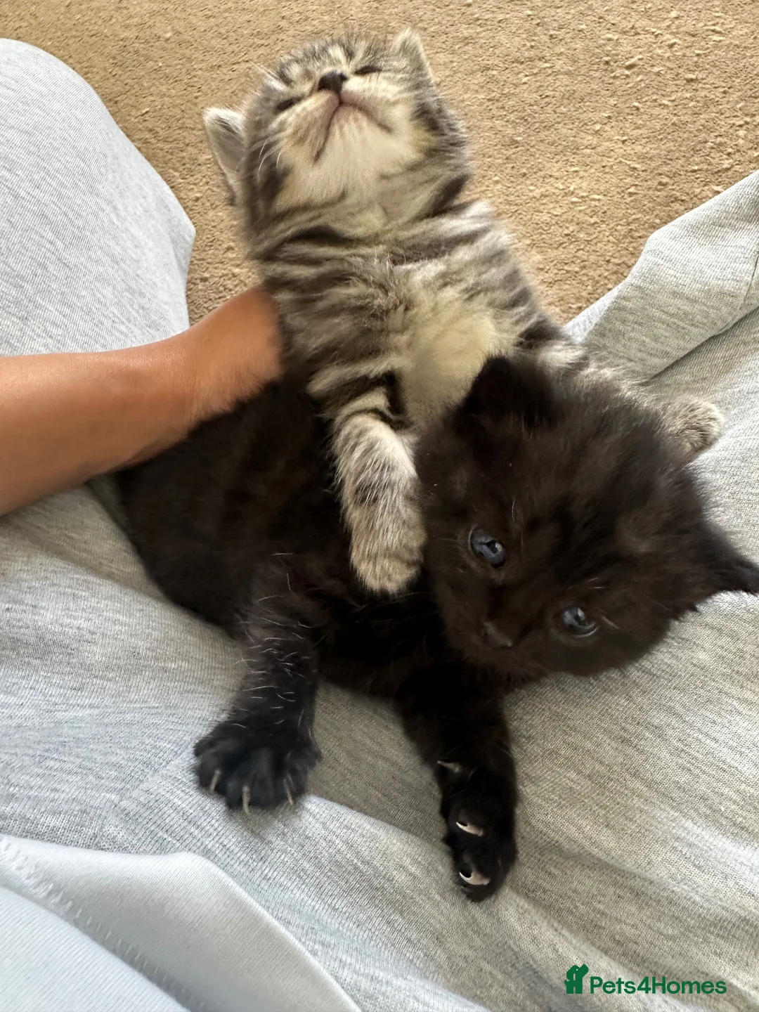 Domestic Shorthair cats for sale: 4 Kittens in Dunmow - Advert 2