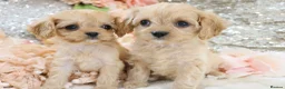 Cavapoo dogs for sale: Health Tested Cavapoo Puppies - Advert 23