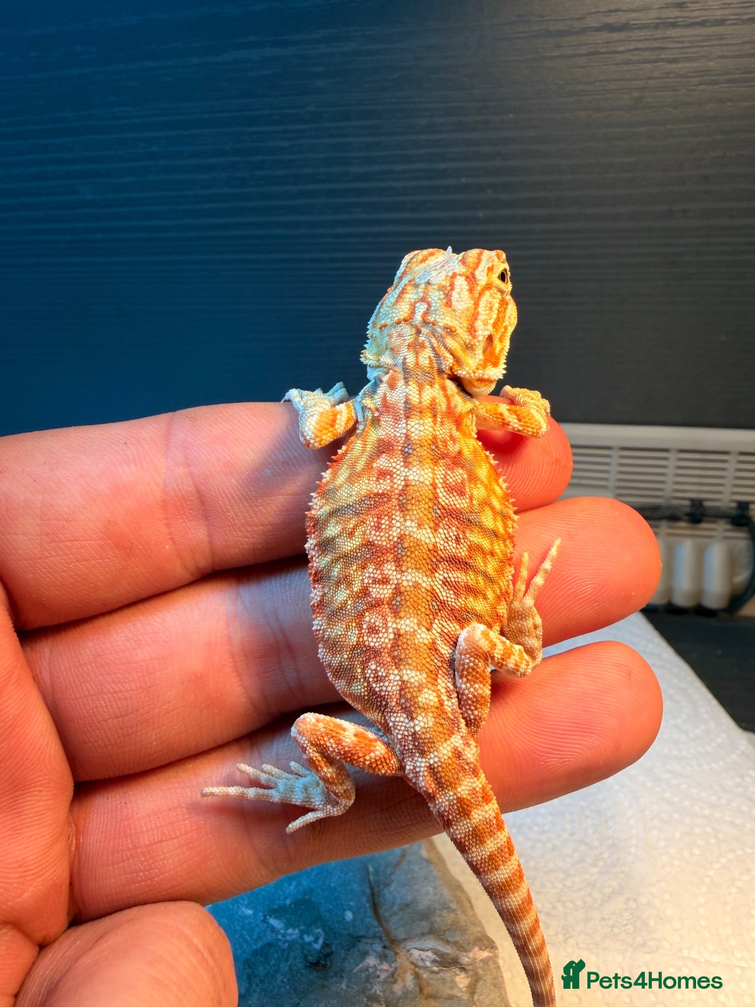 Bearded Dragon reptiles Stunning Baby Bearded Dragon is ready to go! - Advert 2