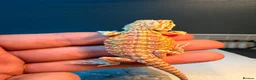 Bearded Dragon reptiles for sale: Stunning Baby Bearded Dragon is ready to go! - Advert 2