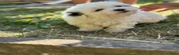 Bichon Frise dogs for sale: 🐶 Beautiful Bichon Frise Puppies 🐶 - Advert 3