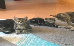 Bengal cats for sale: Stunning half Bengal litter - Image 1