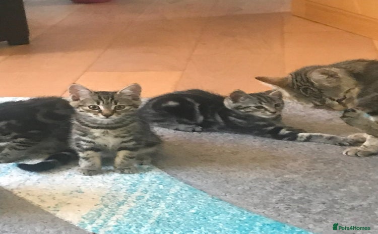 Bengal cats - Advert 1
