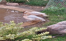 Waterfowl poultry for sale: Apricot Bahama pintail  - Image 3