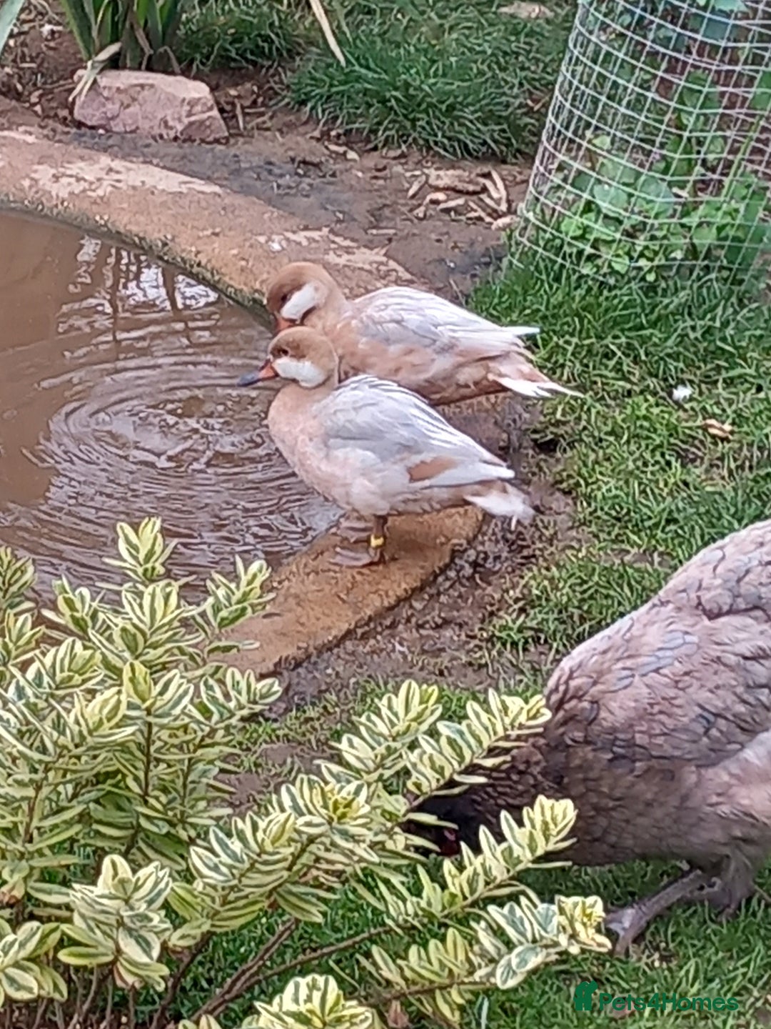 Waterfowl poultry for sale: Apricot Bahama pintail  - Image 3