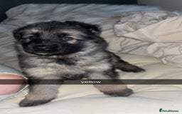 German Shepherd dogs for sale: German shepherd puppies - Image 2