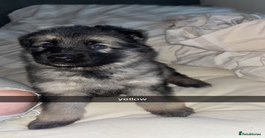 German Shepherd dogs - Advert 2