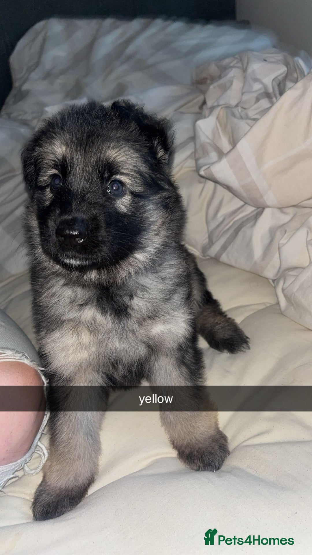 German Shepherd dogs for sale: German shepherd puppies - Image 2