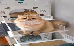 British Longhair cats for sale: Purebred British Longhair Female  - Image 8