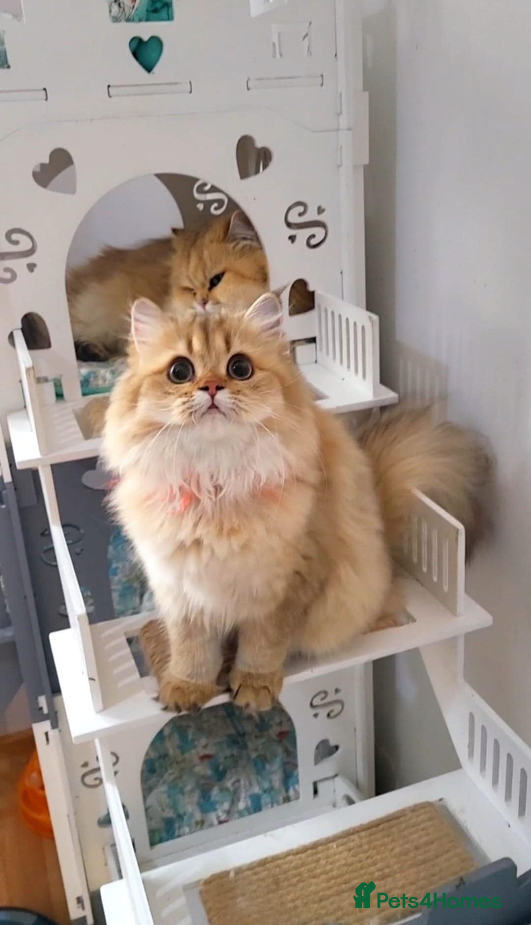 British Longhair cats for sale: Purebred British Longhair Female  - Image 8