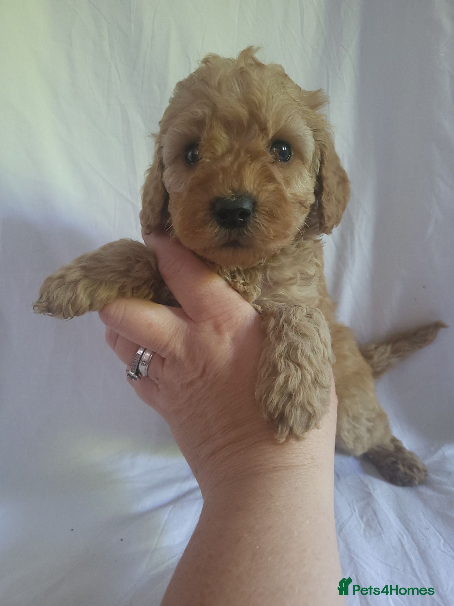 Miniature Poodle dogs Maltpoo puppies 5 🌟 licence breeder  - Advert 2
