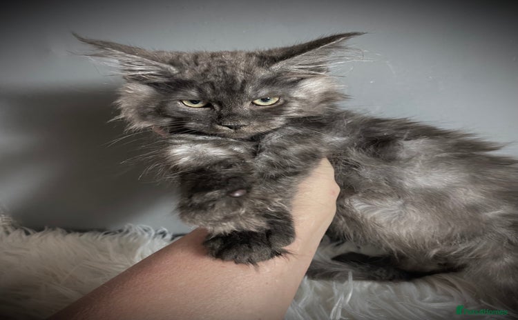 Maine Coon cats - Advert 3