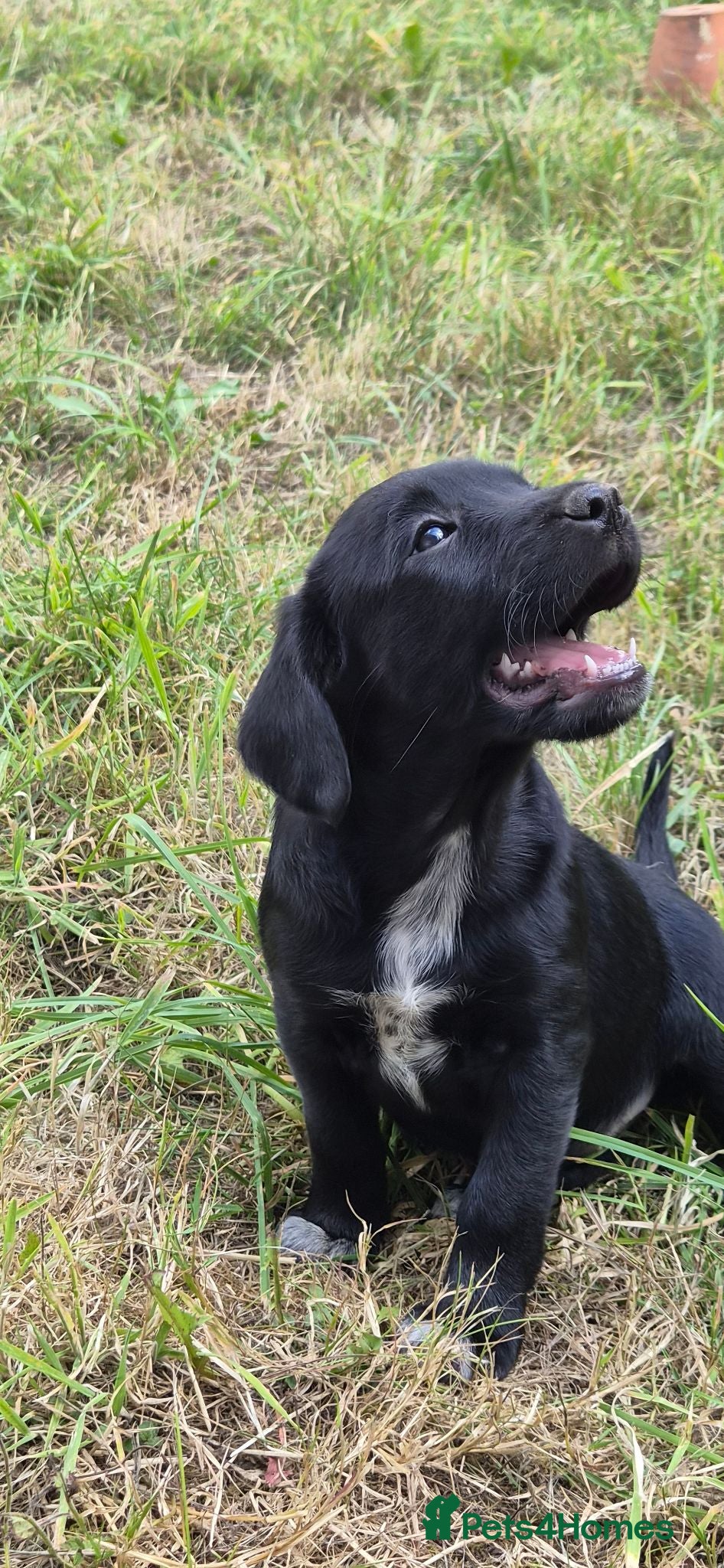 Cocker Spaniel dogs Cocker Spaniel x Collie Puppies - Advert 1