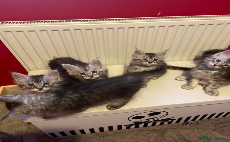 Maine Coon cats - Advert 6