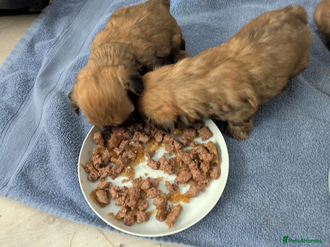 Shih Tzu dogs for sale: 2 Shih Tzu puppies for sale - Advert 2