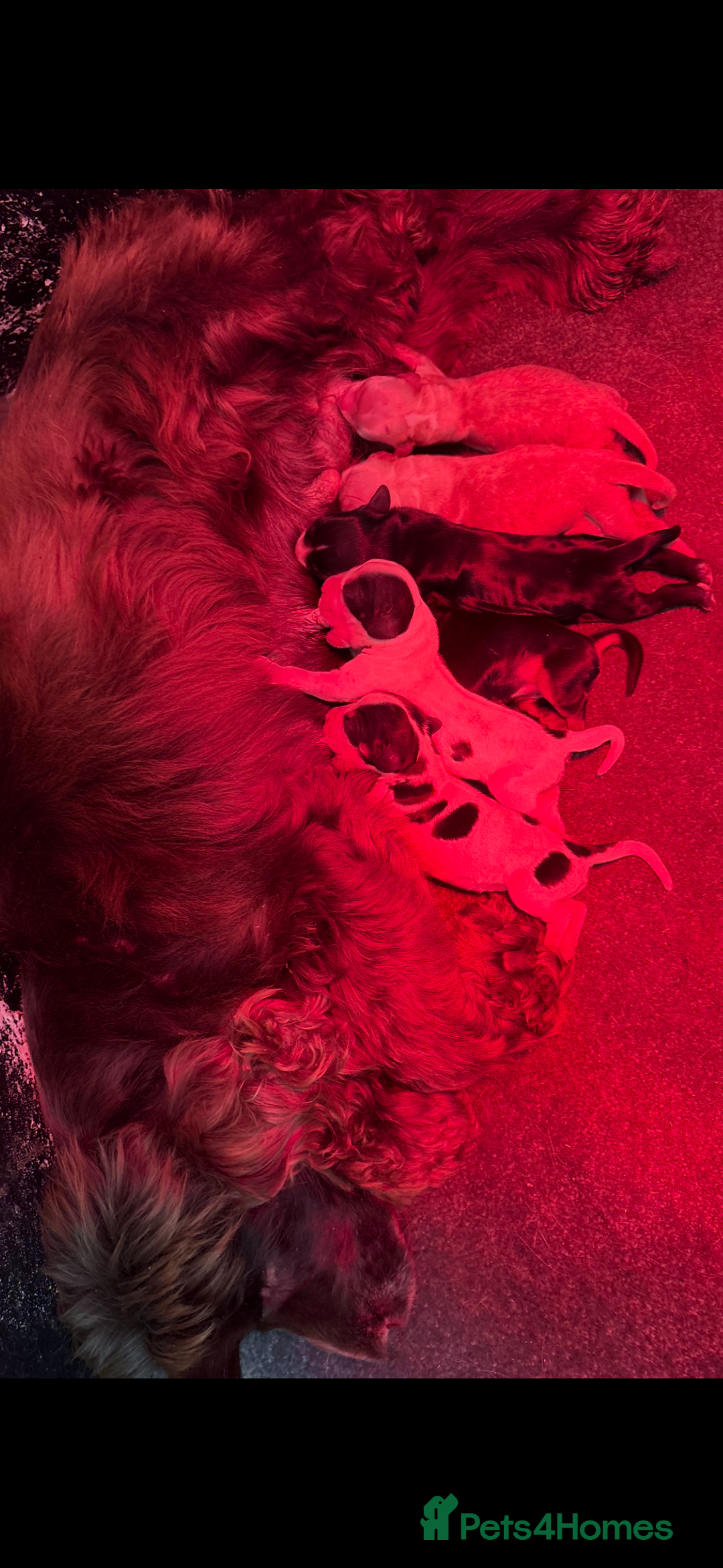 Cocker Spaniel dogs for sale: Health tested cocker spaniel puppies  - Advert 25