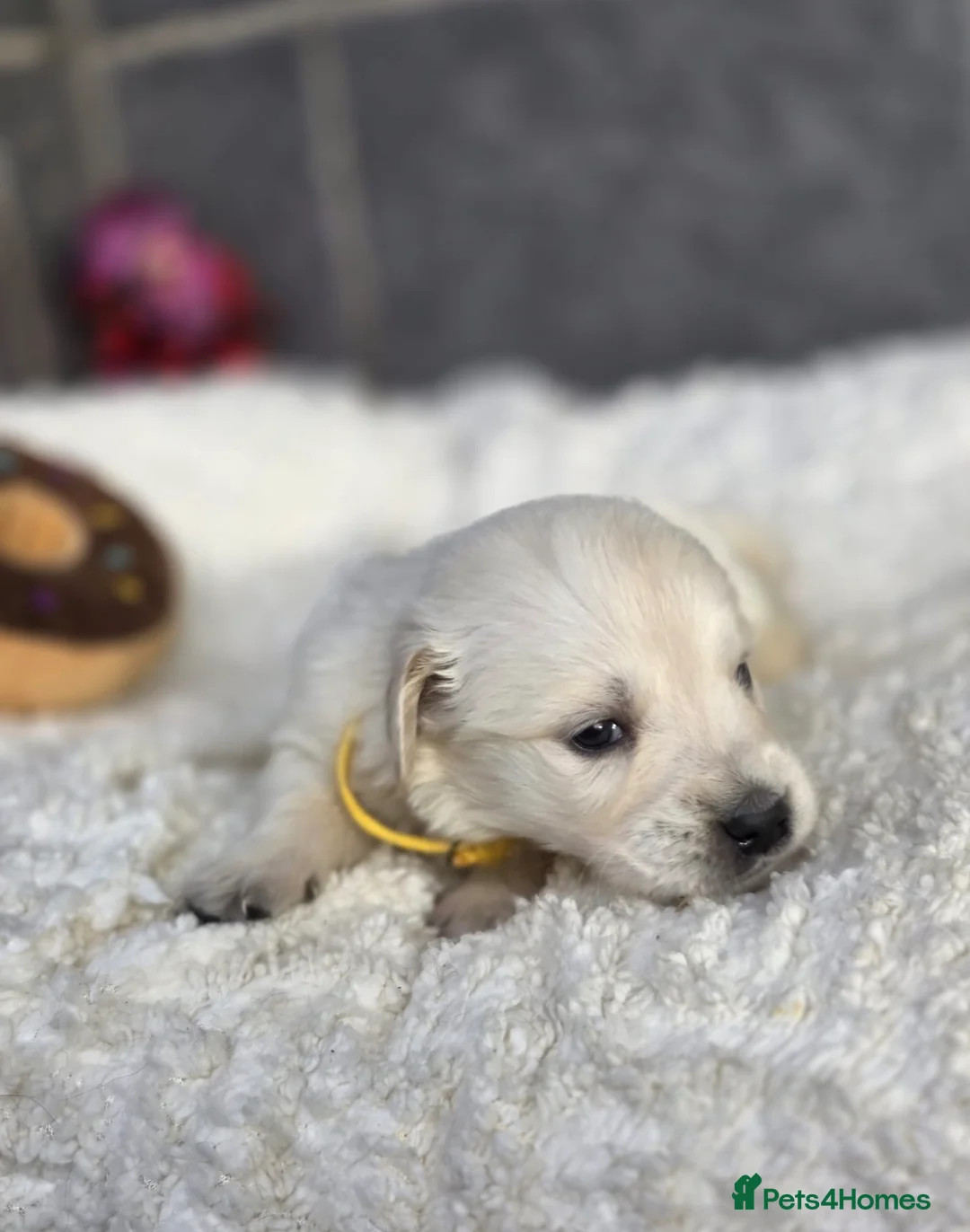 Golden Retriever dogs for sale: Beautiful kc golden retriever pups - Advert 35