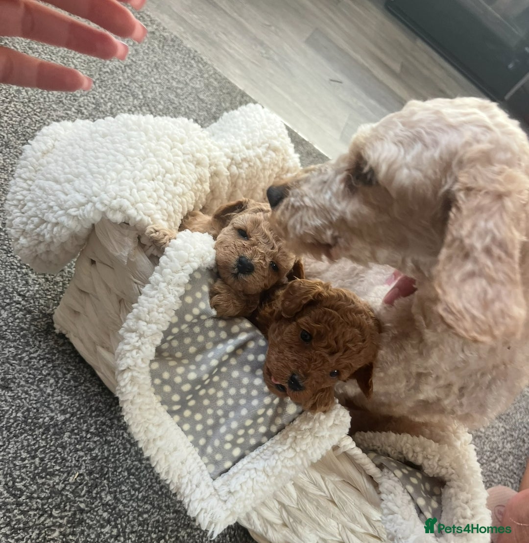 Poodle dogs for sale: Two adorable boys  - Image 5