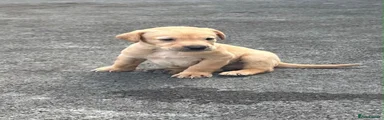 Labrador Retriever 3