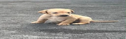Labrador Retriever dogs for sale: KC REGISTERED LABRADOR PUPPIES - Advert 23