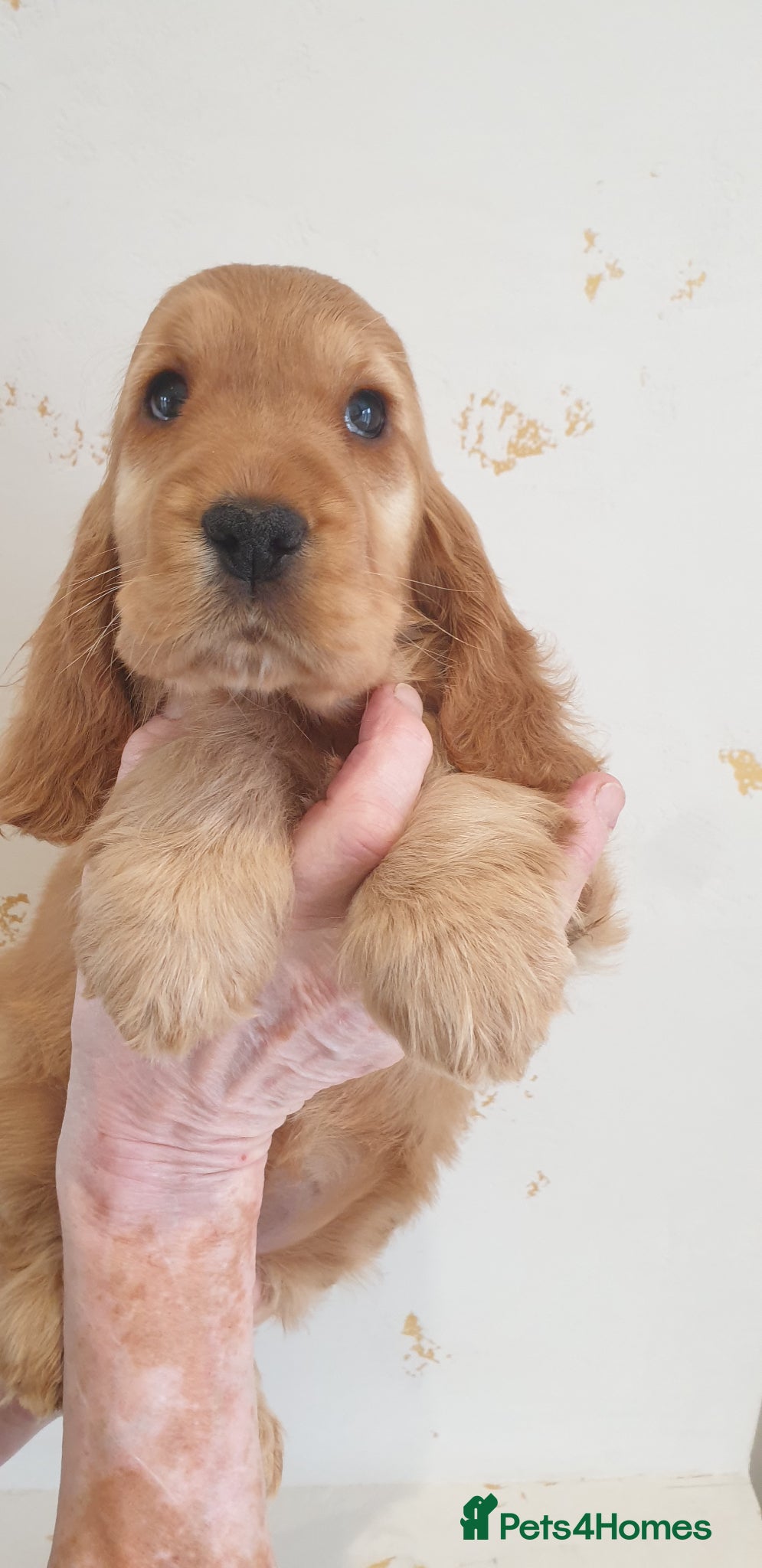 Cocker Spaniel dogs K.C Show line Cocker Spaniel puppies  - Advert 1