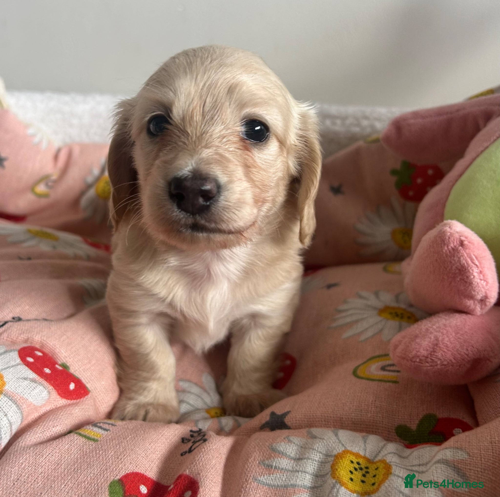 Miniature Dachshund dogs Miniature Cream Long Hair Dachshund Girls  - Advert 16