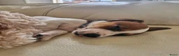 Jack Russell dogs for sale: Archie 11 weeks old Jack Russell  - Advert 4