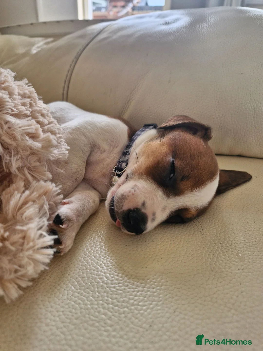 Jack Russell dogs for sale: Archie 11 weeks old Jack Russell  - Advert 4