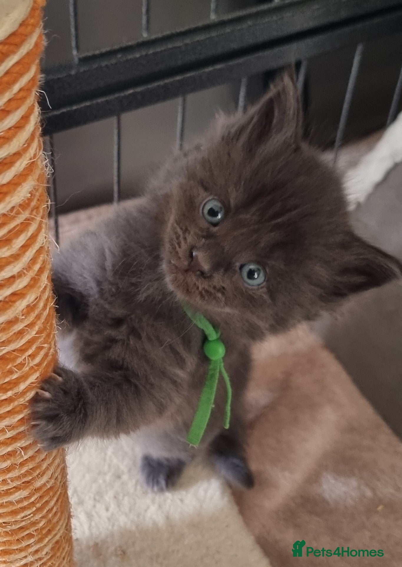 Maine Coon cats Maine Coon X Ragdoll Kittens - Advert 4