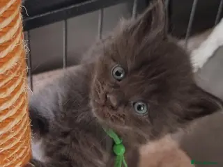 Maine Coon cats Maine Coon X Ragdoll Kittens - Advert 4