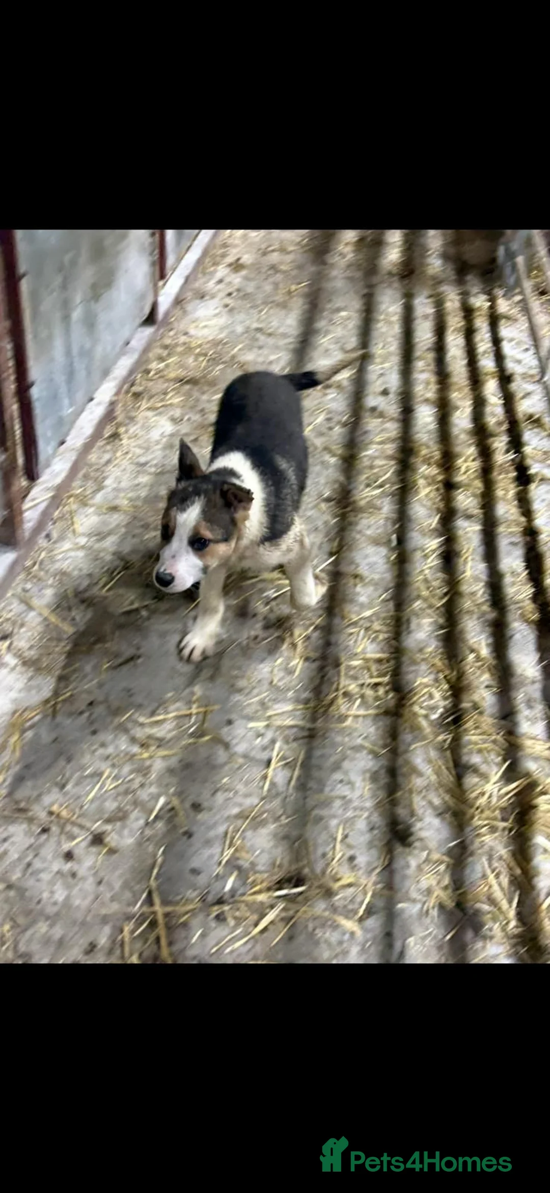 Welsh Collie dogs for sale: 2 border collie boys for sale - Advert 8