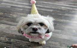 Mixed Breed dogs for sale: Peke’a’tease  - Image 28