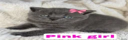 British Shorthair cats for sale: ✨  1 left Quality gccf British Shorthairs  - Advert 9
