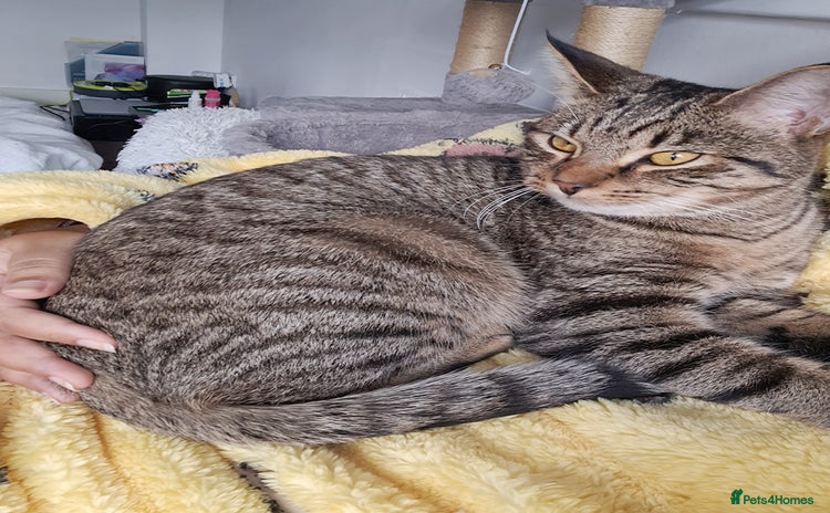 Mixed Breed cats - Advert 4