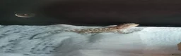 Bearded Dragon reptiles for sale: Beautiful babies for sale - Advert 4