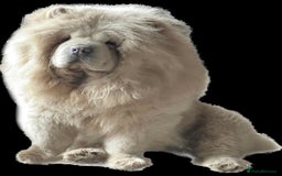 Chow Chow dogs for sale: Chocolate Chow Chow Female - Image 3