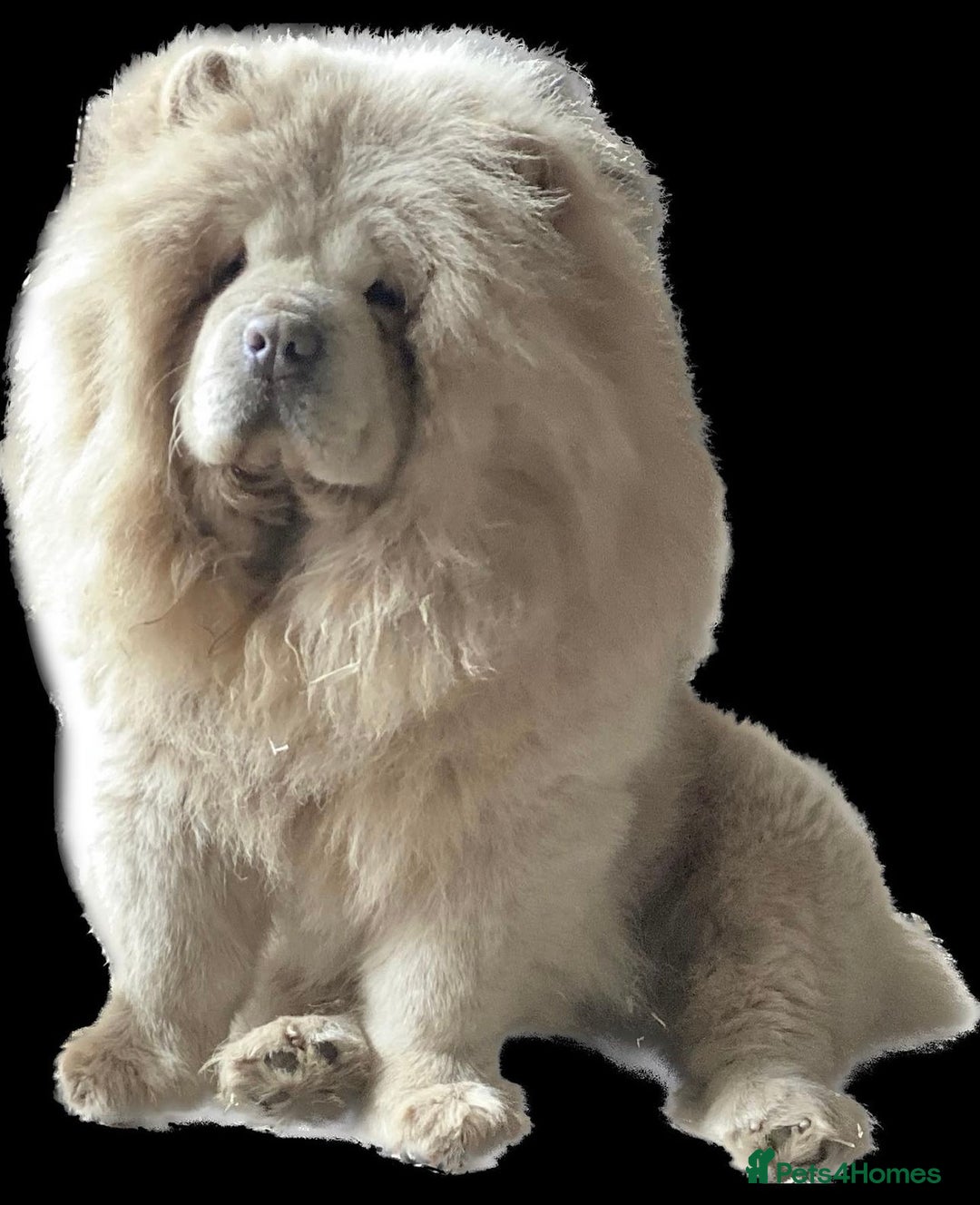 Chow Chow dogs for sale: Chocolate Chow Chow Female - Image 3