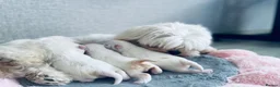 Maltese dogs for sale: Beautiful KC reg.Maltese puppies  - Advert 3