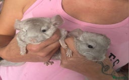 Chinchilla rodents for sale: Beige male chinchilla kits ready to reserve  - Image 3