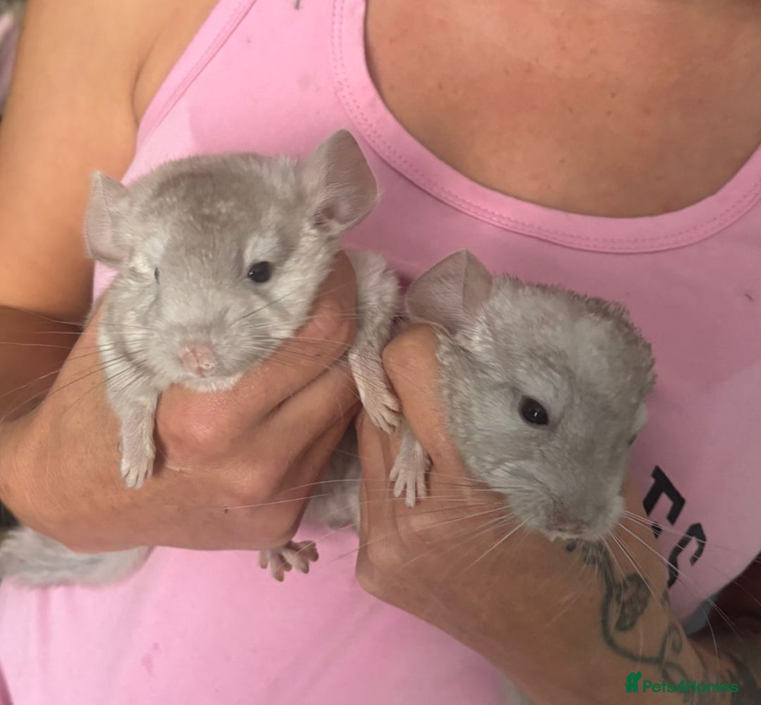 Chinchilla rodents for sale: Beige male chinchilla kits ready to reserve  - Image 3
