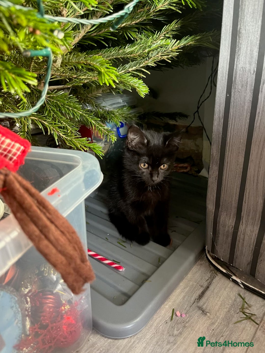 British Shorthair cats for sale: All black female kitten  - Advert 5